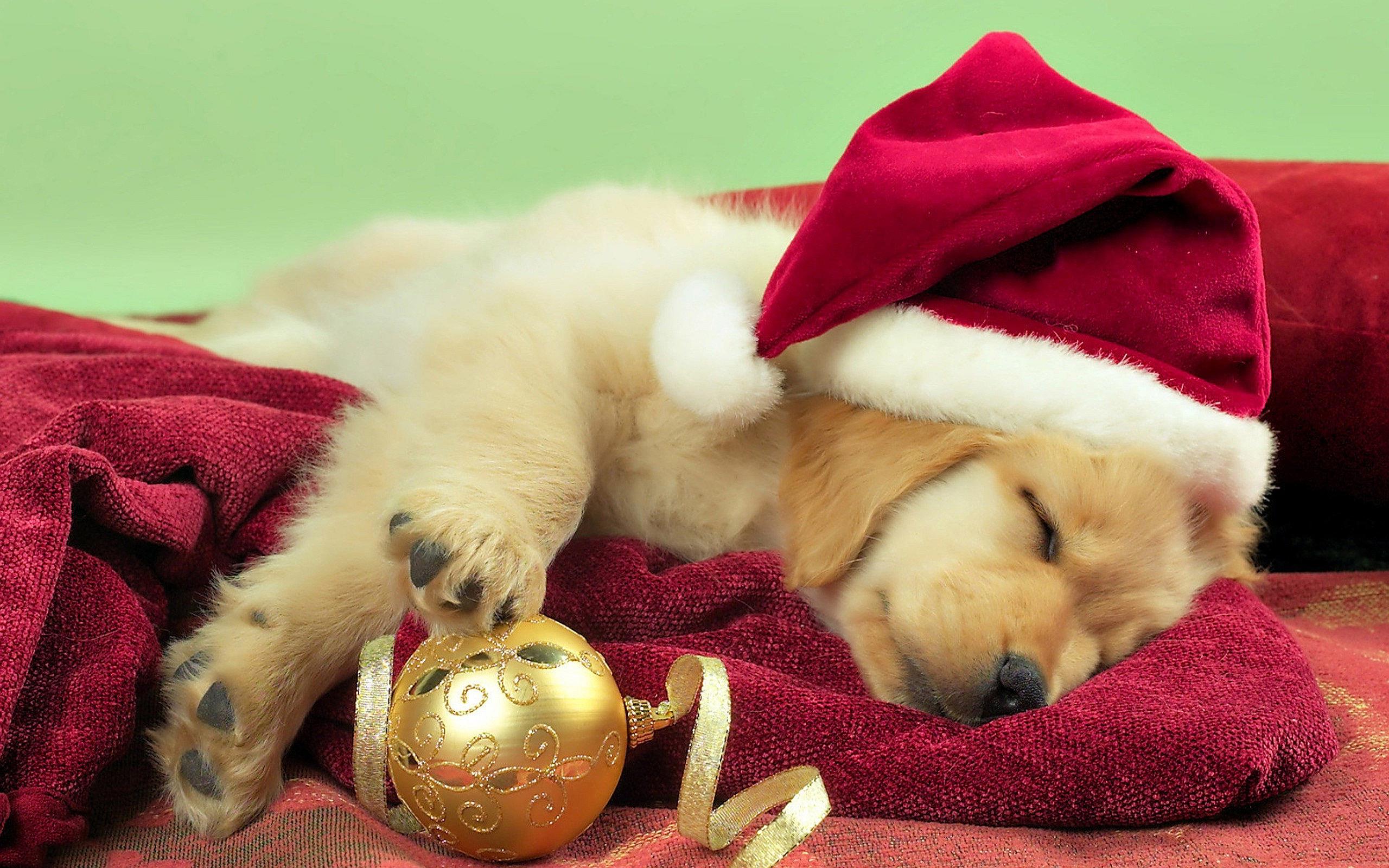Puppy in a Santa Hat